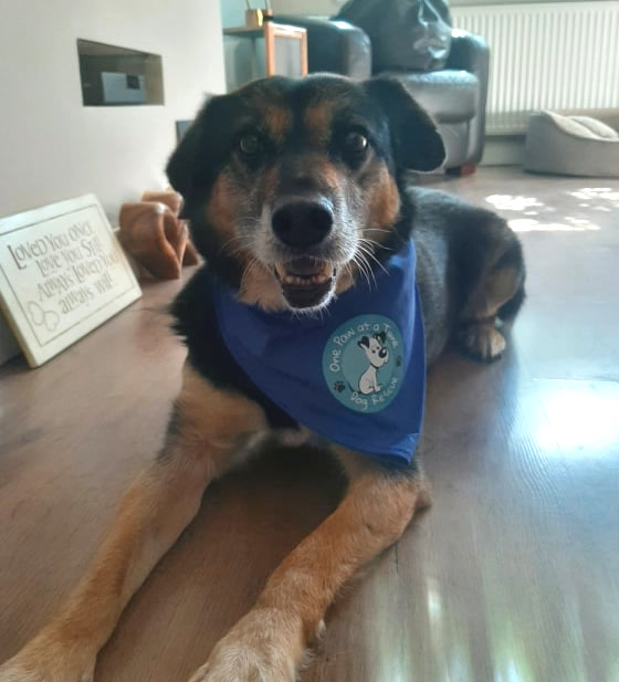 Dog Lucky wearing a blue bandana