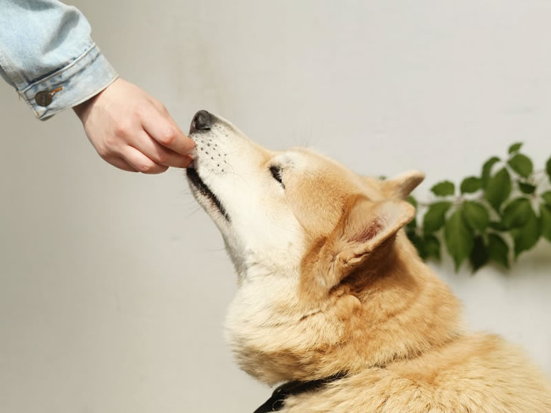 A hand feeding a dog