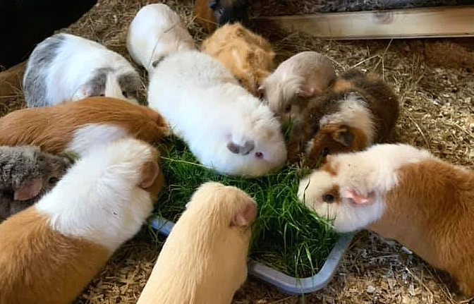 Group of different types of guinea pigs eating around a bowl 