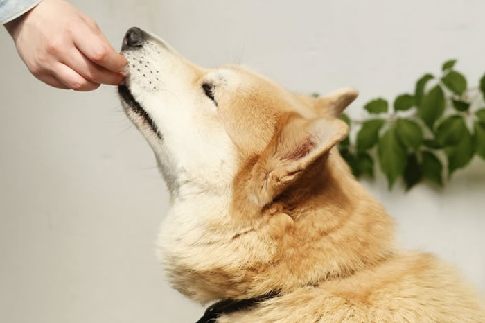 A hand feeding a beige, husky type dog