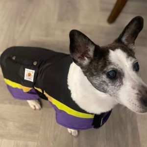 Small dog wearin a black, purple and yellow dog coat