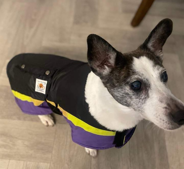 Small dog wearin a black, purple and yellow dog coat