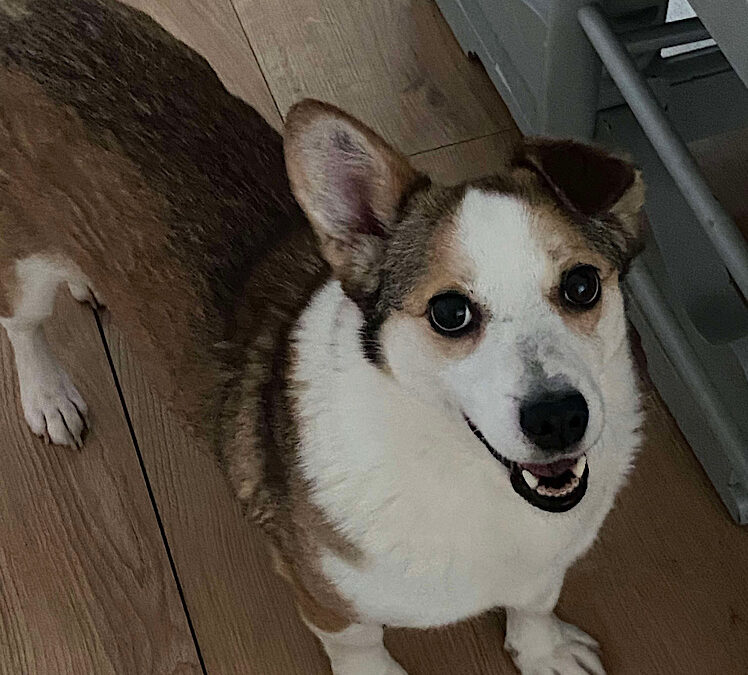 Sophie (In foster under assessment)