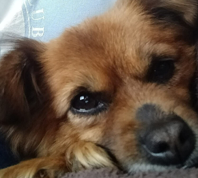 Little Lottie