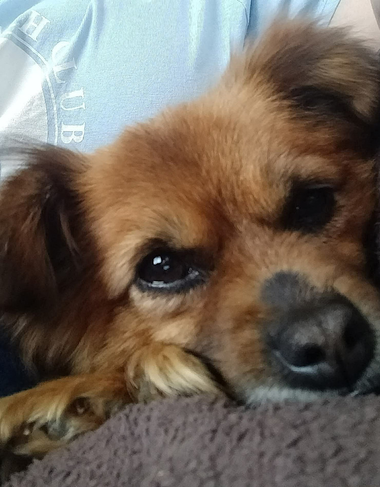 Ella dog for adoption