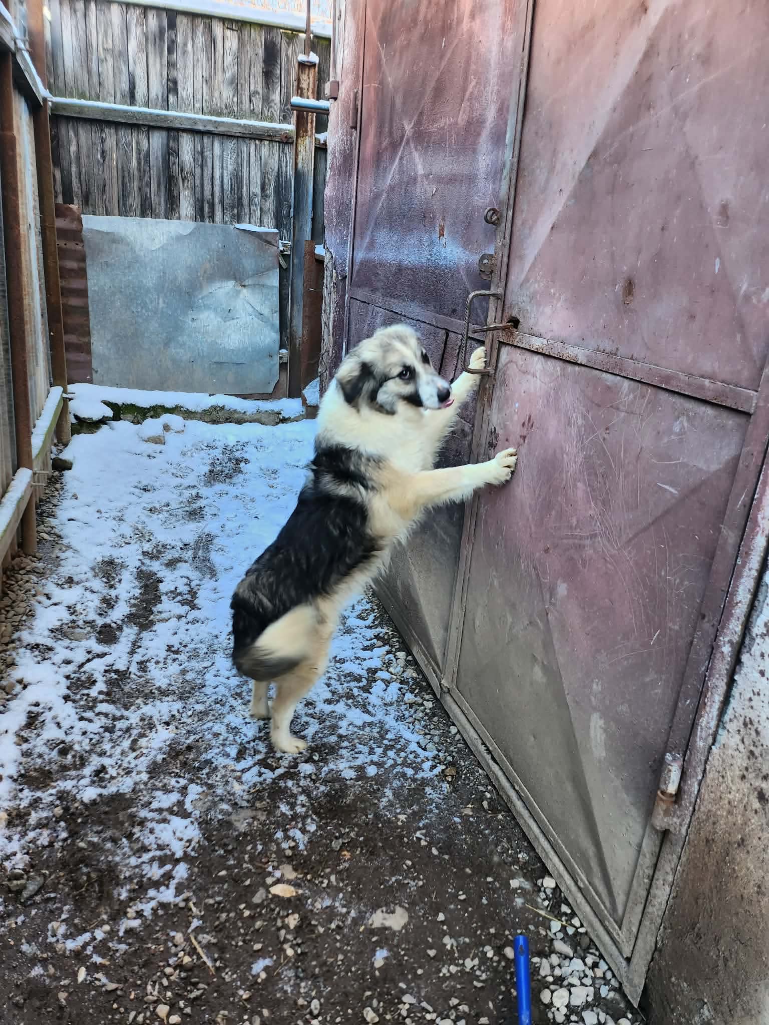 Ella dog for adoption