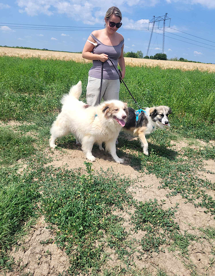 Ella dog for adoption