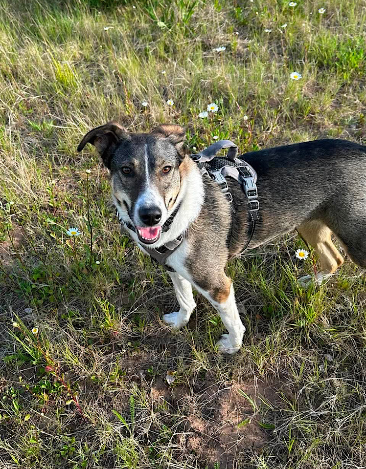 Ella dog for adoption