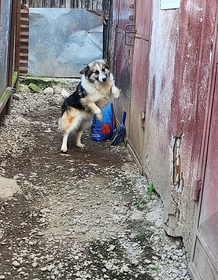 Ella dog for adoption