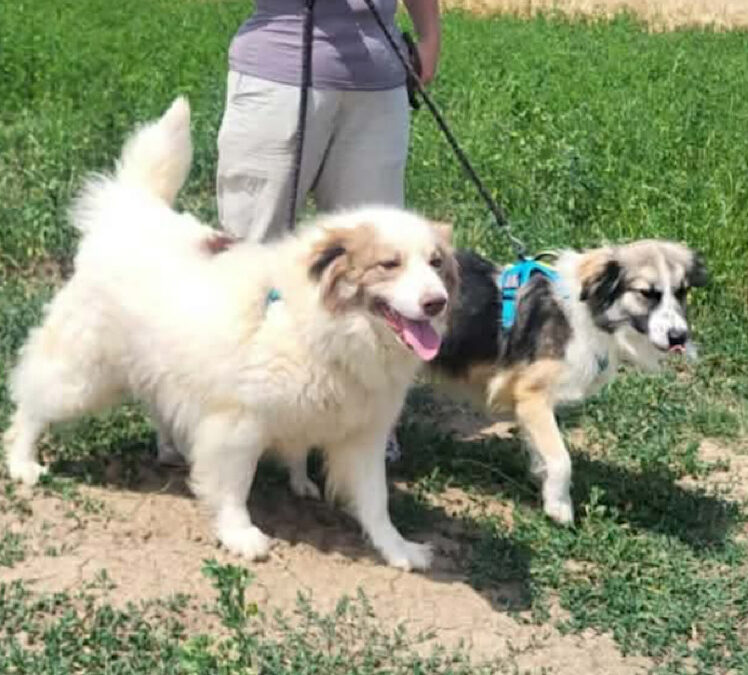 Bridget seeking a foster offer
