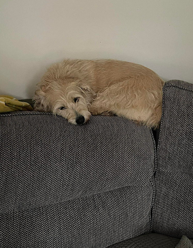 Ella dog for adoption