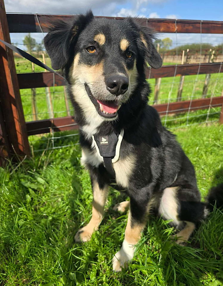 Aspen, a Unknown old female Collie available for adoption from One Paw At A Time in Nottinghamshire