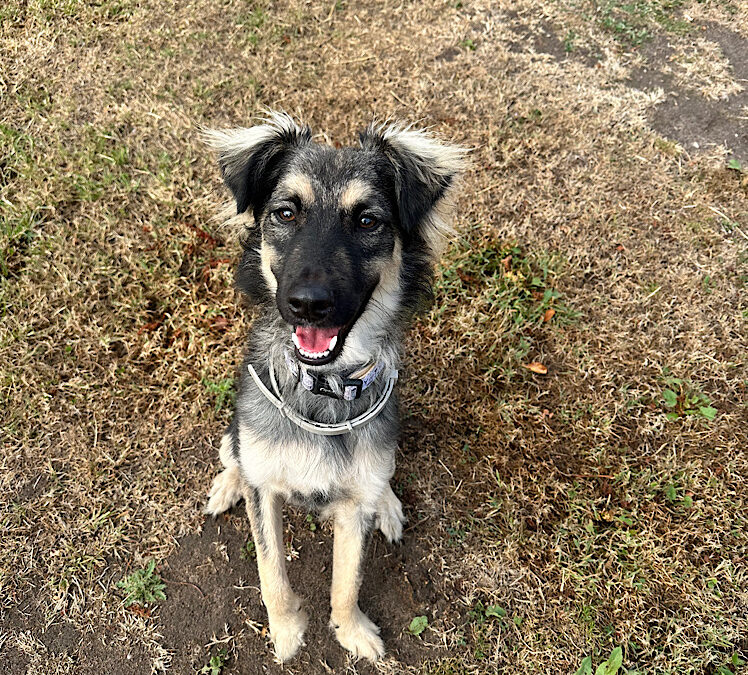 Benji (Reserved)