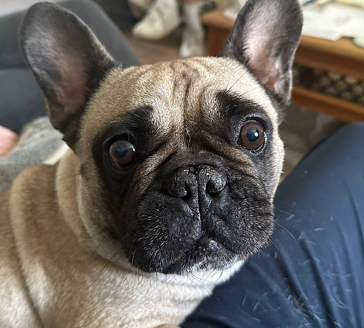 Bella