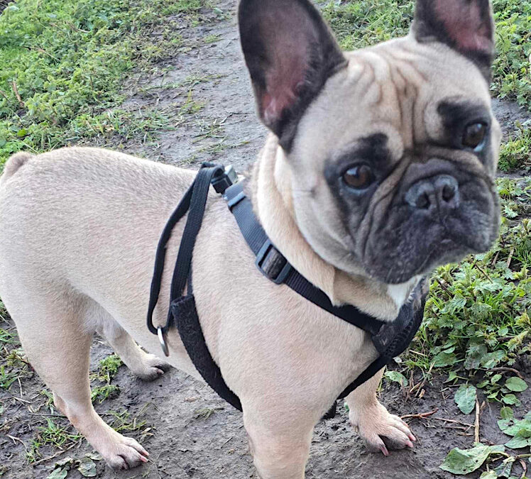 Bella, a 6 years old female French Bulldog available for adoption from One Paw At A Time in Nottinghamshire