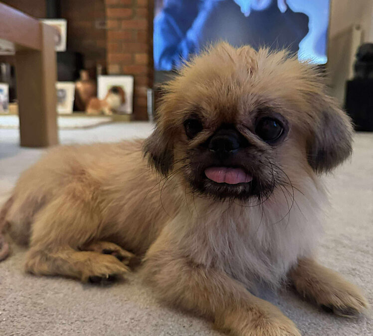 Brodie (Reserved pending home check)