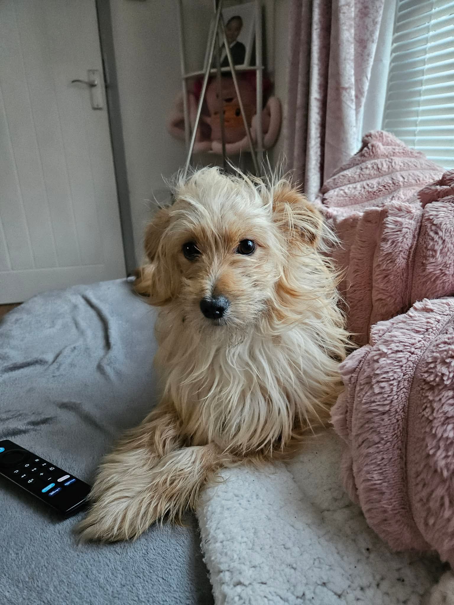 Ella dog for adoption