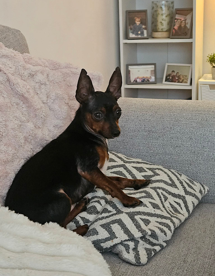 Hiro, a 2 years old male Unknown available for adoption from One Paw At A Time in Nottingham, Nottinghamshire