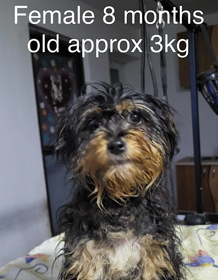 Ella dog for adoption