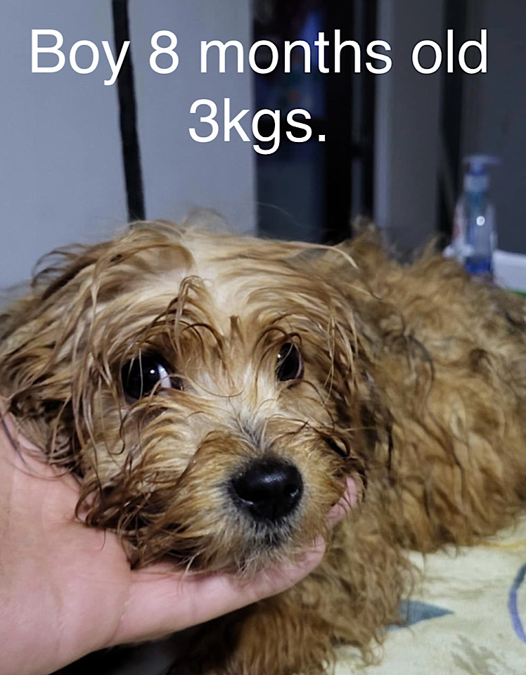 Ella dog for adoption