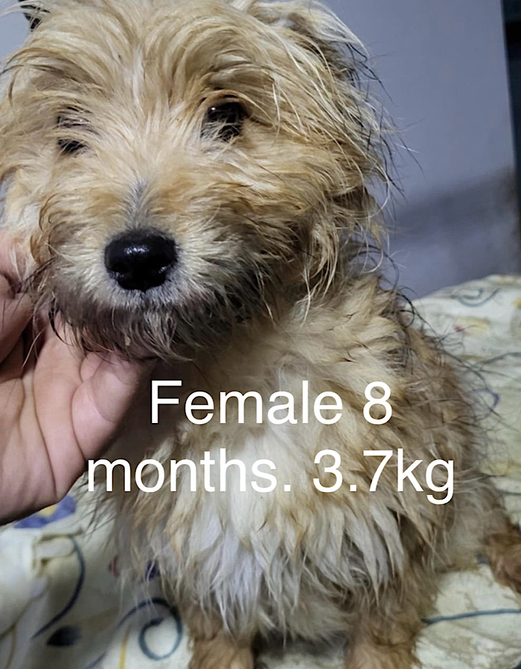 Ella dog for adoption