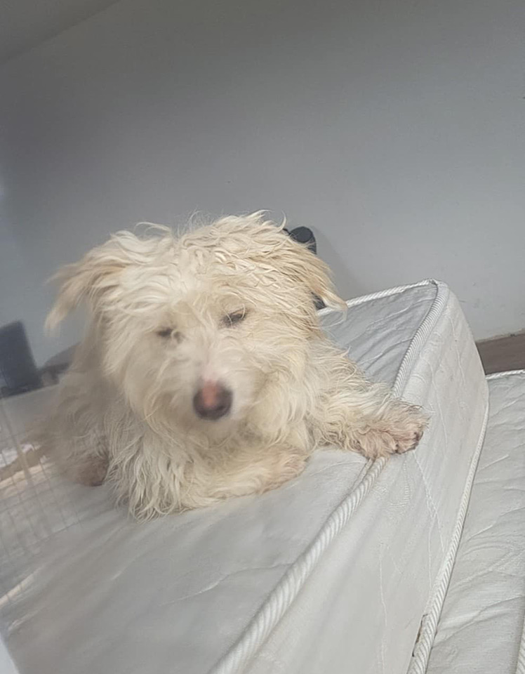 Ella dog for adoption