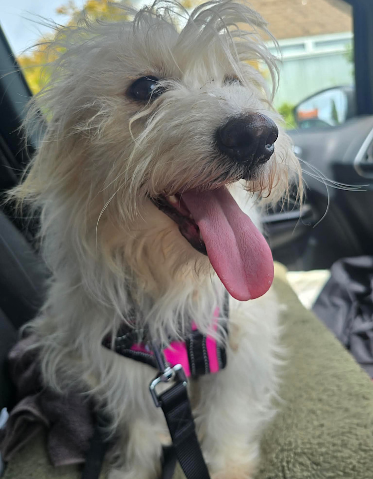 Ella dog for adoption