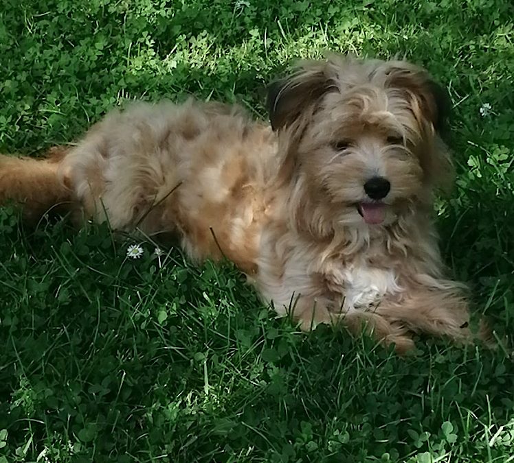 Millie