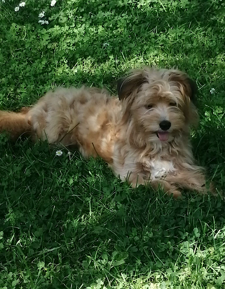Ella dog for adoption