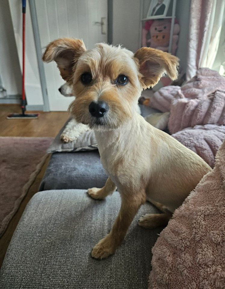 Ella dog for adoption