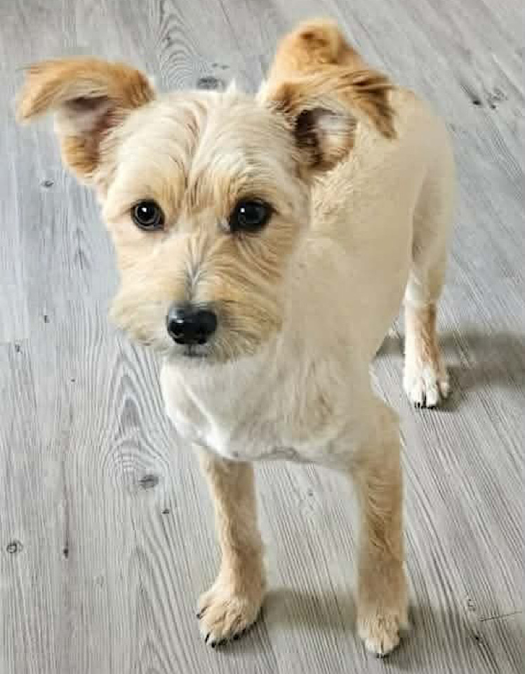 Ella dog for adoption