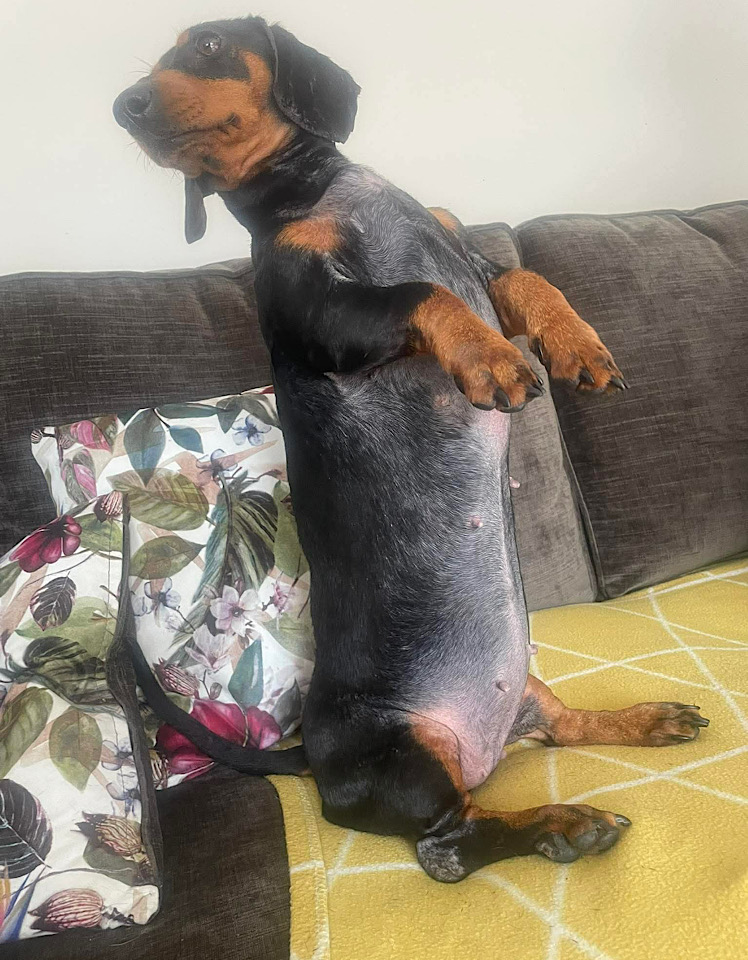 Ella dog for adoption