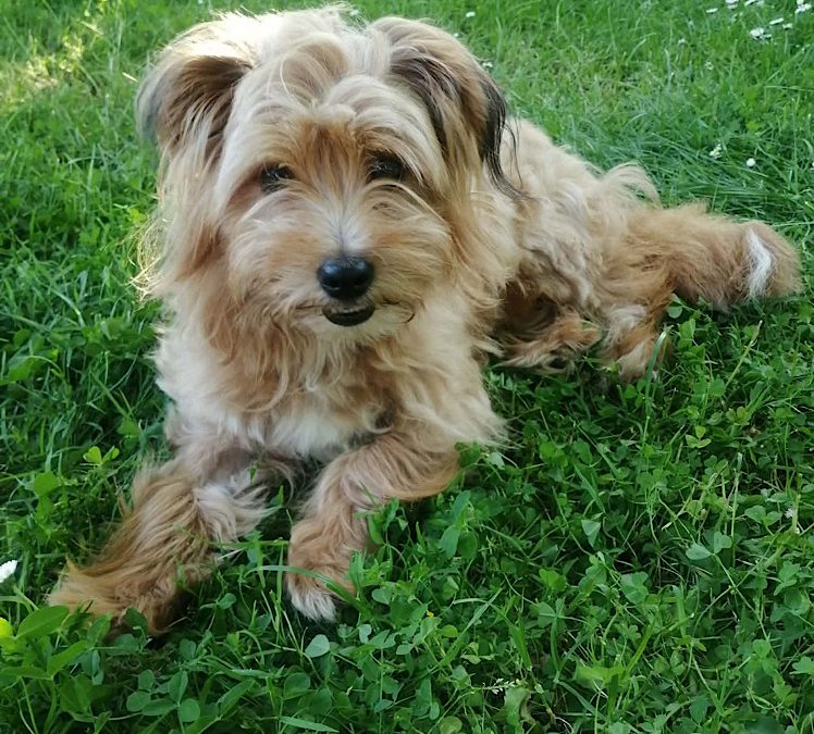 Millie