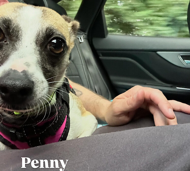 Penny