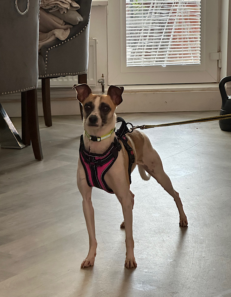 Ella dog for adoption