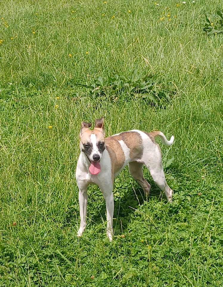 Ella dog for adoption