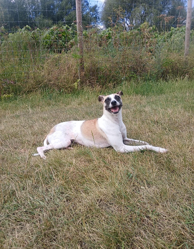 Ella dog for adoption
