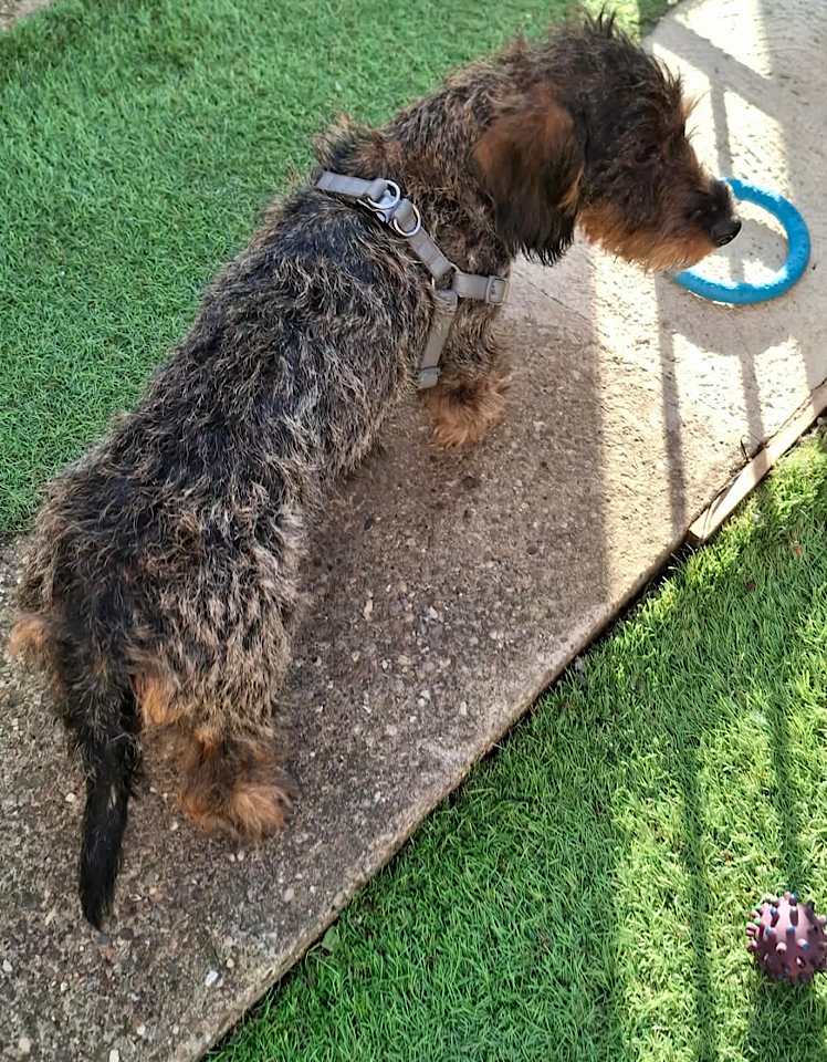 Ella dog for adoption