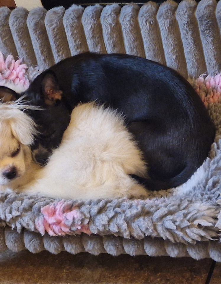 Ella dog for adoption