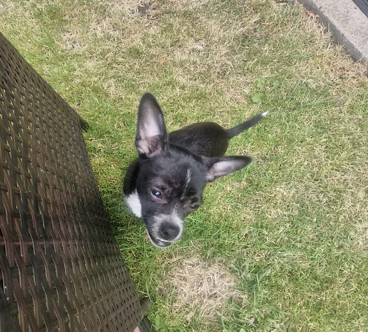 Oreo