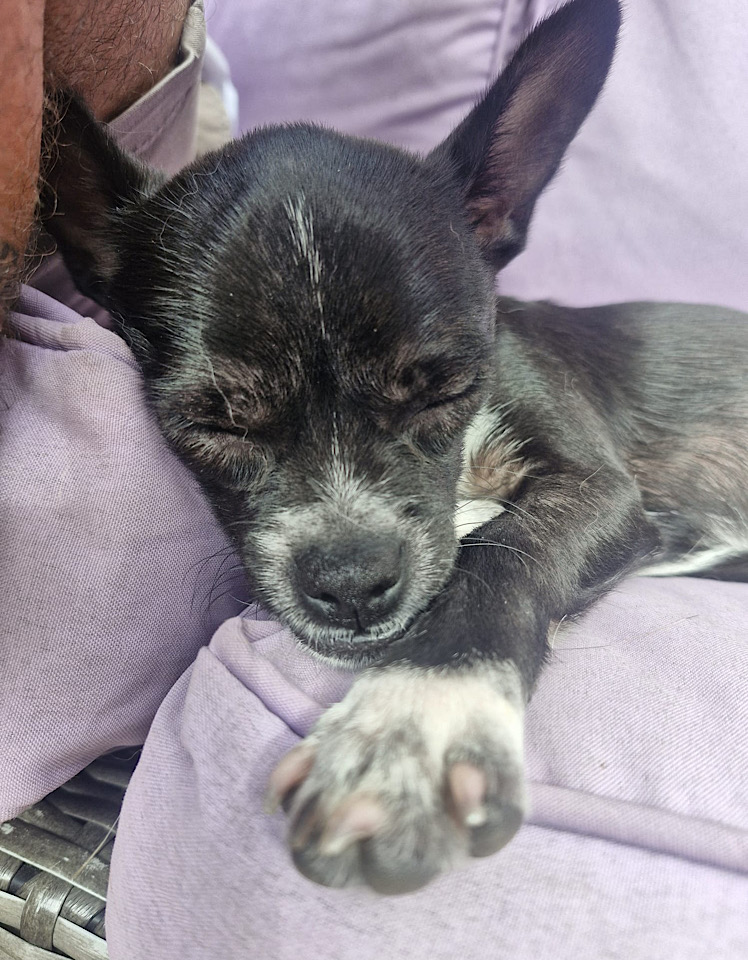 Ella dog for adoption