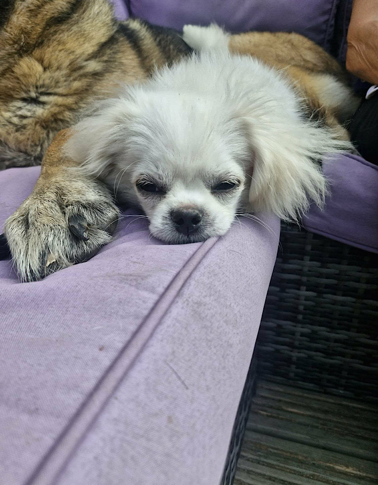 Ella dog for adoption