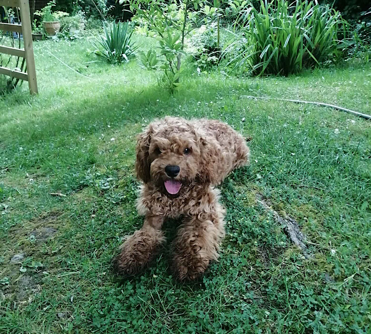 Theo