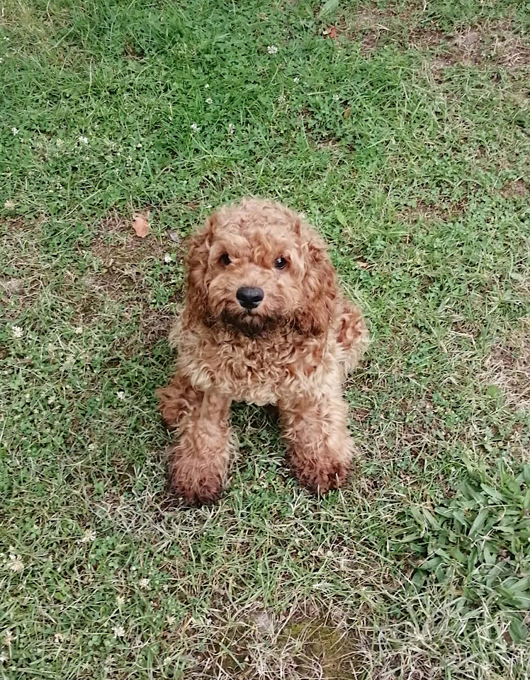 Ella dog for adoption
