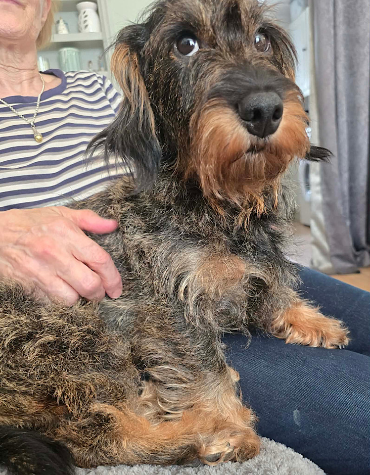 Bonnie, a 4 years old female Dachshund available for adoption from One Paw At A Time in Nottinghamshire
