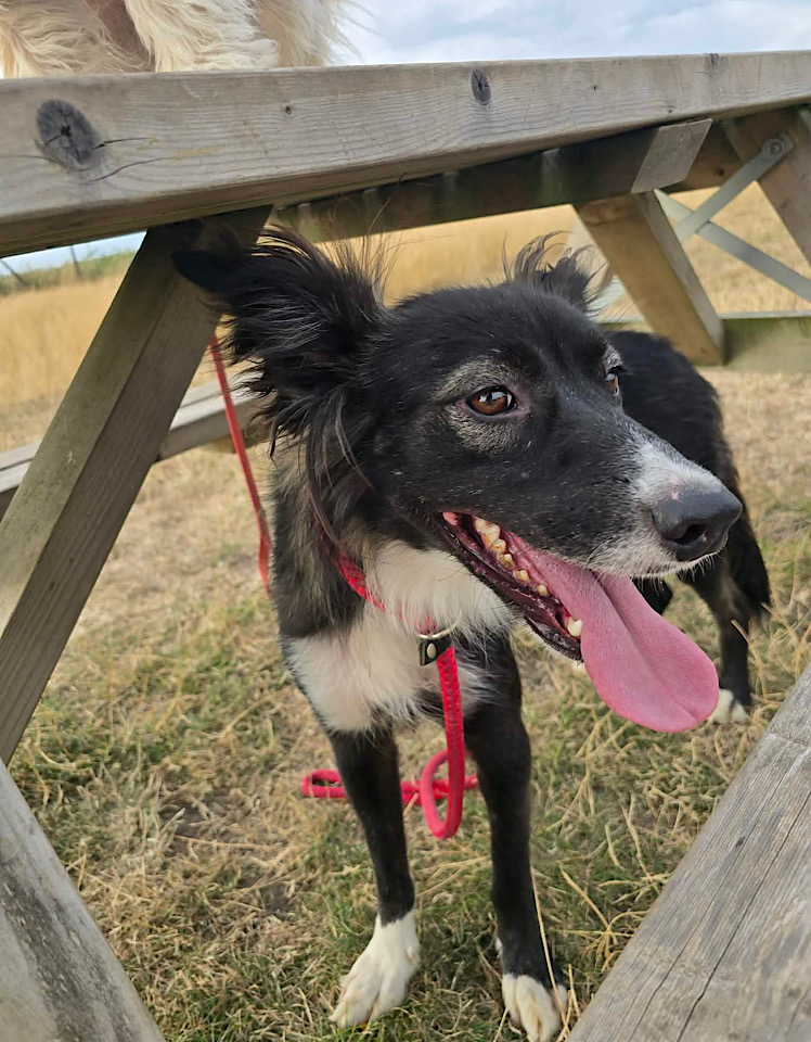 Ella dog for adoption