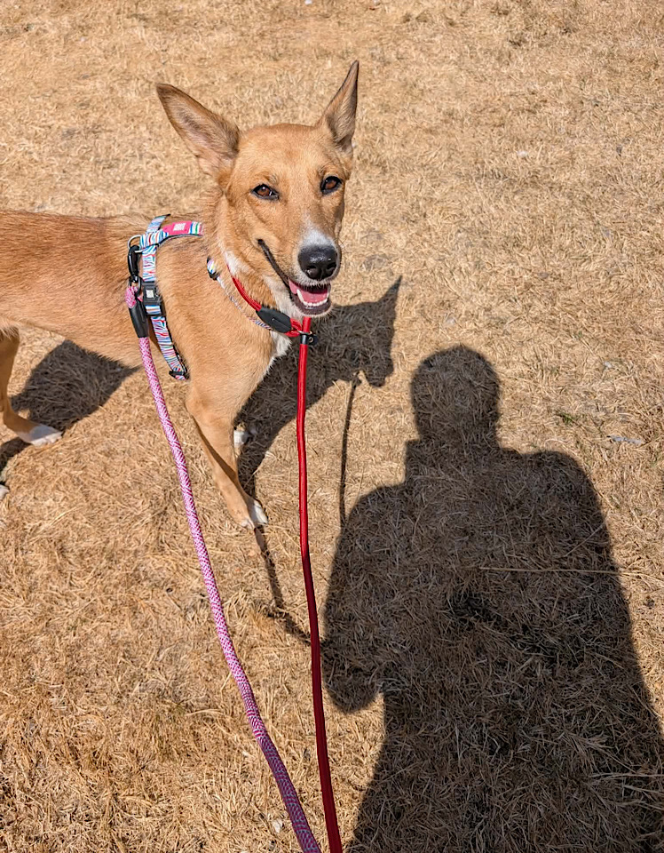 Ella dog for adoption
