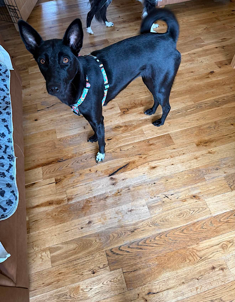Ella dog for adoption