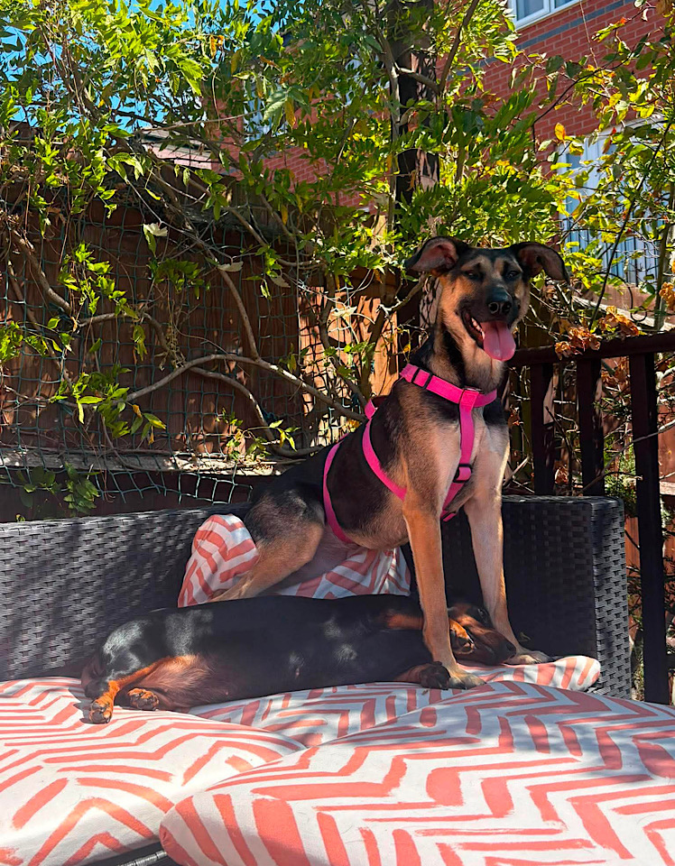 Ella dog for adoption